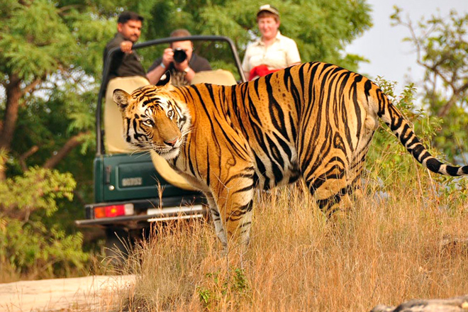 Corbett Safari